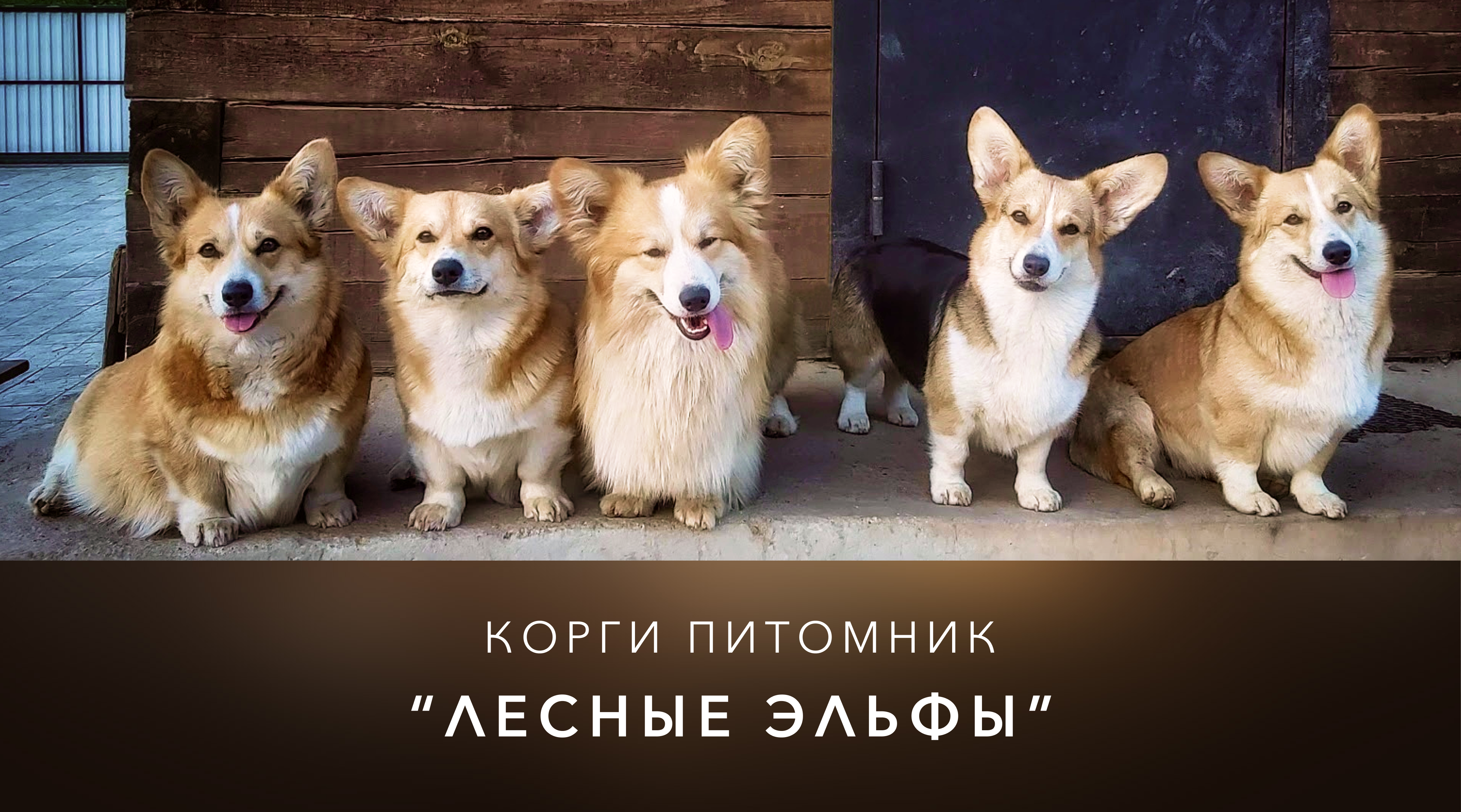 Corgis are waiting for you)