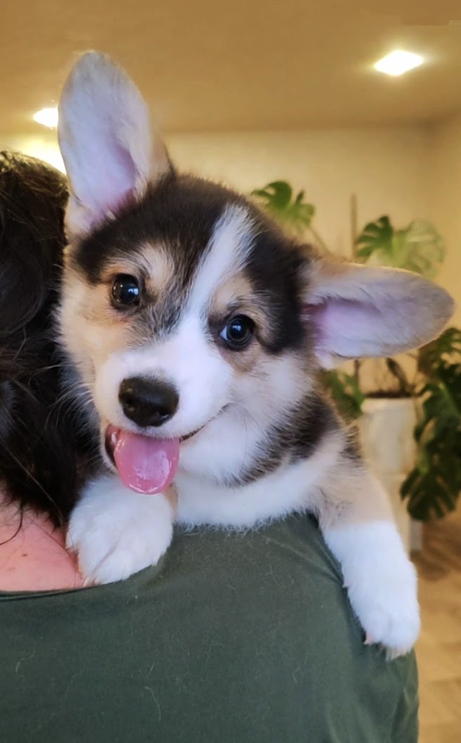 Puppy boy tricolor