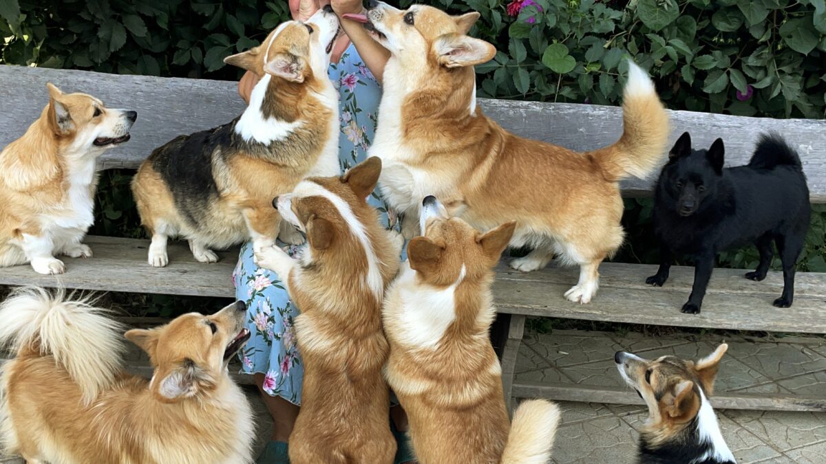 Корги встречи