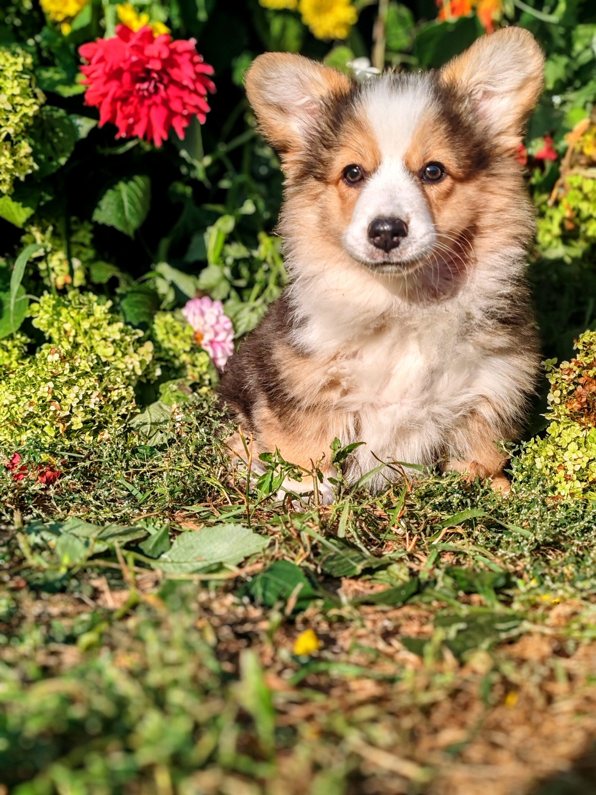 щенок девочка