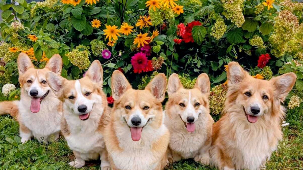 Вместе с корги веселее!