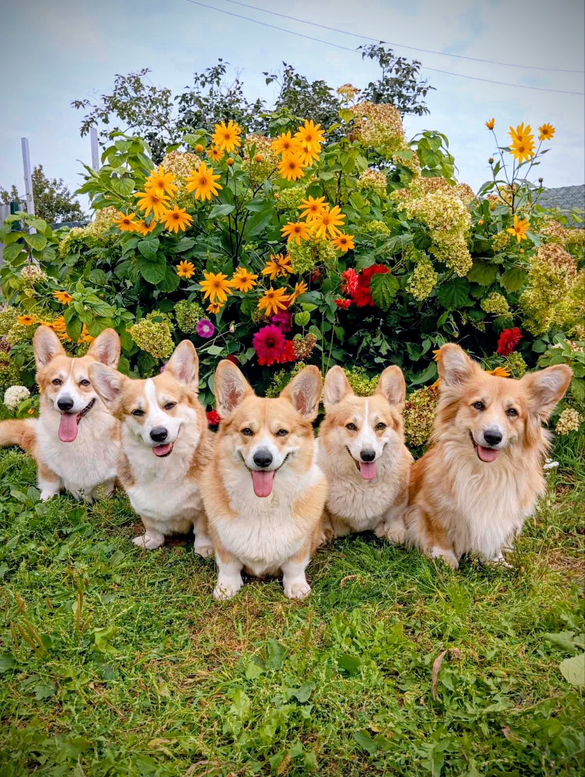 Вместе с корги веселее!